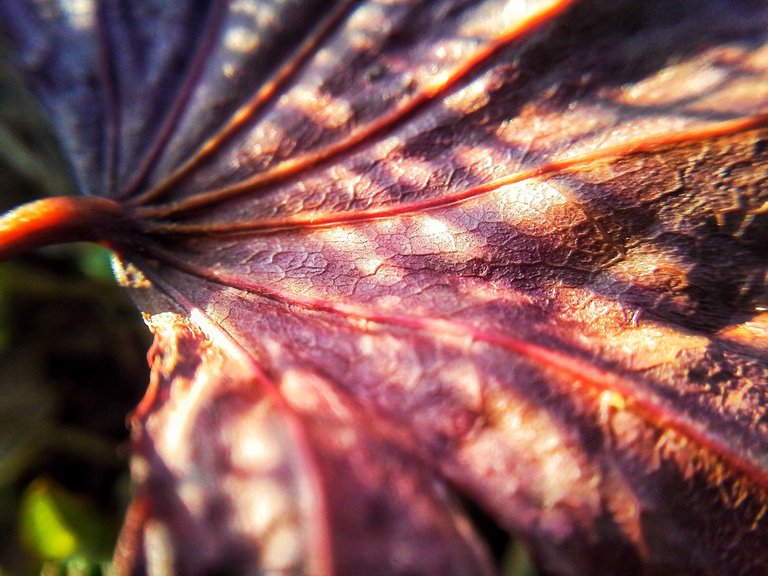 tree-nature-plant-sun-photography-sunlight-leaf-flower-environment-red-color-natural-autumn-environmental-flora-close-up-veins-bright-macro-photography-leaf-texture-plant-stem-1204011.jpg