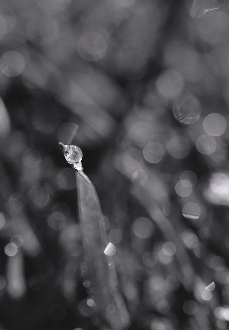 Waterdrops grass bokeh 6.jpg