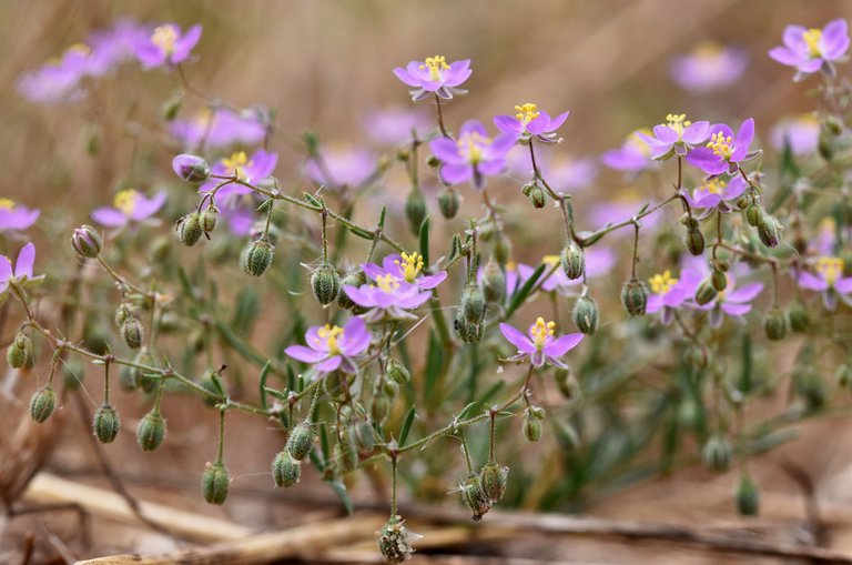 Spergularia rubra purple wildflower 3.jpg