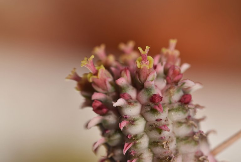 Euphorbia mammillaris variegata flower 5.jpg