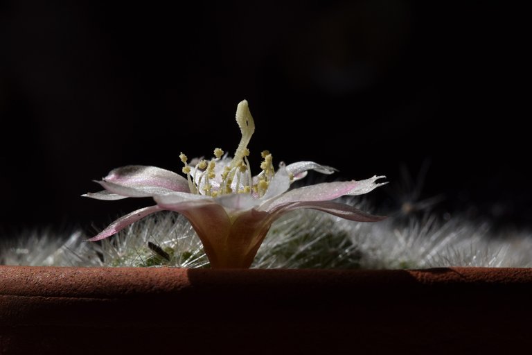 Rebutia Albiflora flower 4.jpg