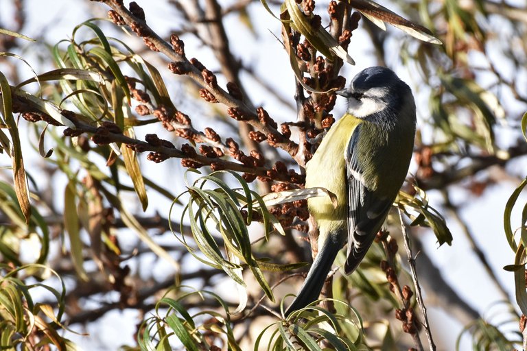 blue tit sea buckthorn tree 8.jpg