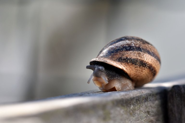 snail fence 2.jpg