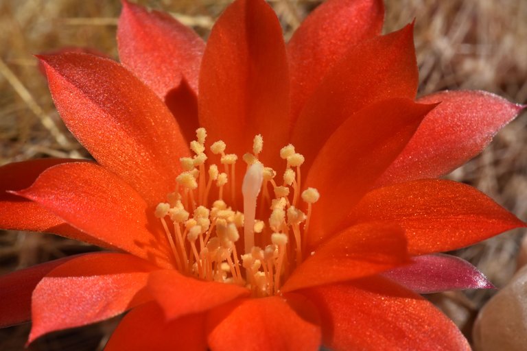 Rebutia hybrid flower 1.jpg