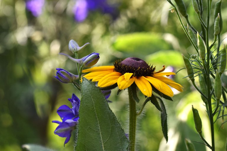 Rudbeckia hirta garden pl 3.jpg