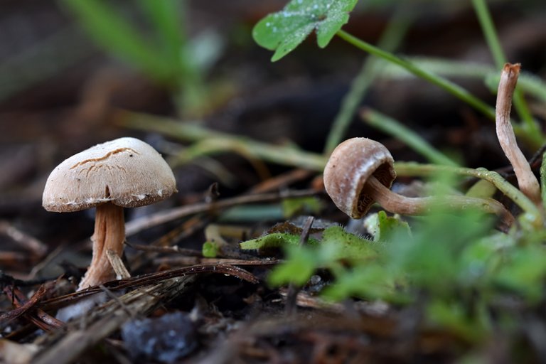 mushrooms no id park 2.jpg