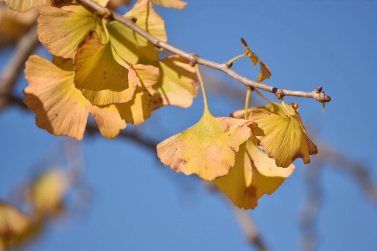 ginkgo autumn leaves 1.jpg