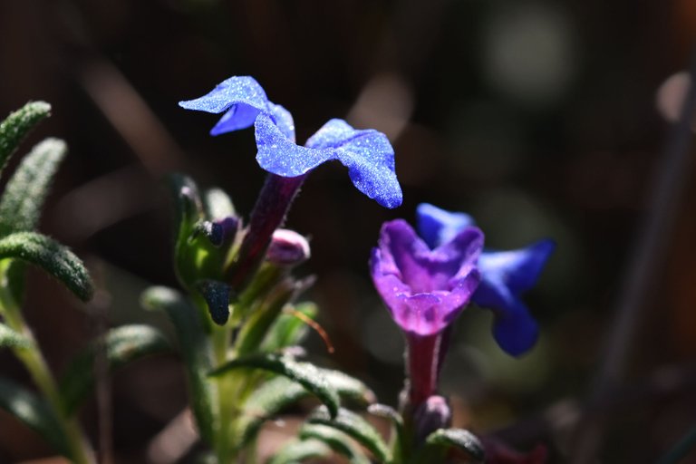 Lithodora prostrata blue wildflower 9.jpg