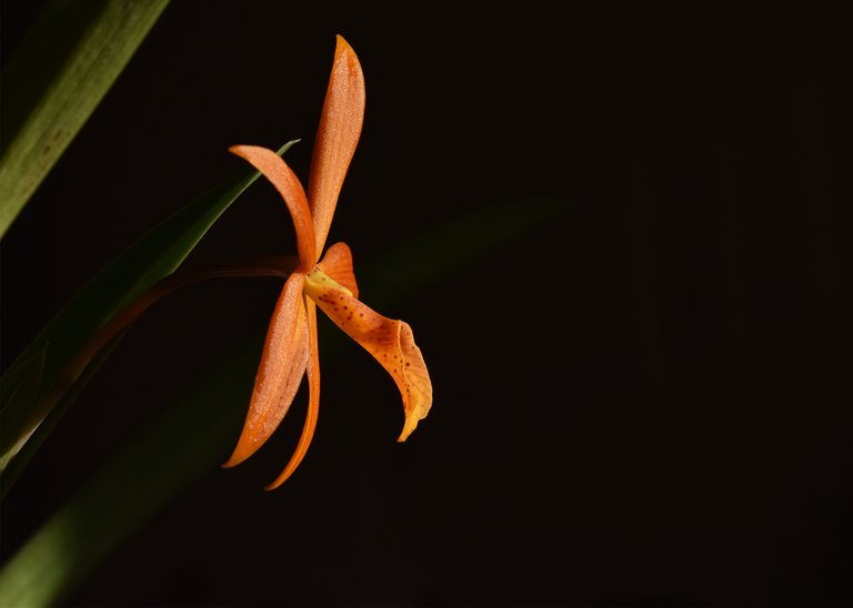 Procatavola Golden Peacock single bloom 1.jpg