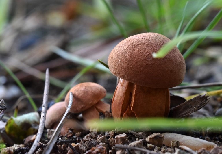 mushrooms fat brown 2.jpg