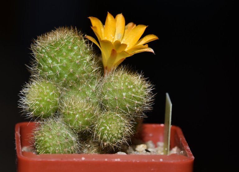 Rebutia Fabrisii var. Aureiflora 2020 6.jpg