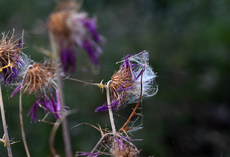 thistle fluffy seed pods 8.jpg