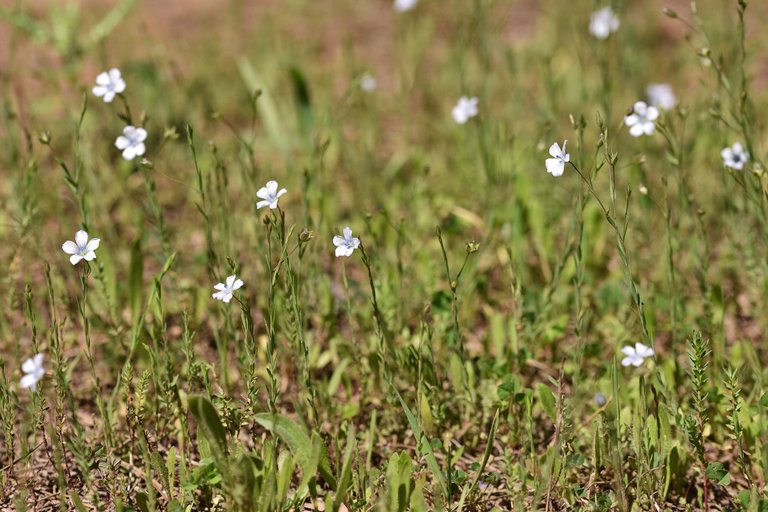 Flaxseed flowers lawn 6.jpg