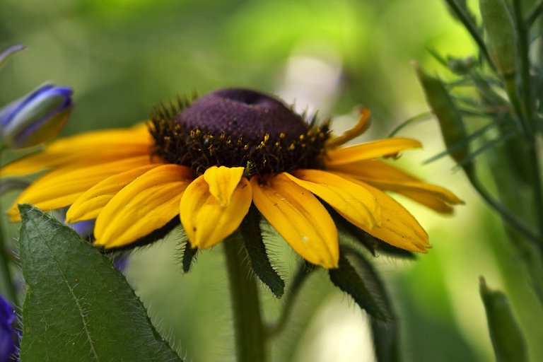 Rudbeckia hirta garden pl 1.jpg