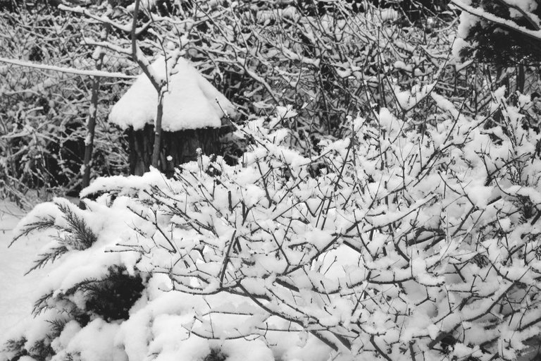 winter snow garden bw 5.jpg