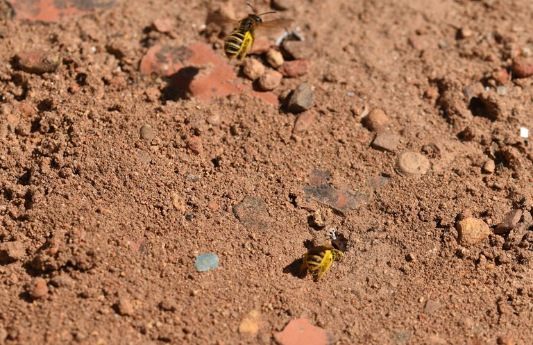 Ground bees landing 3.jpg