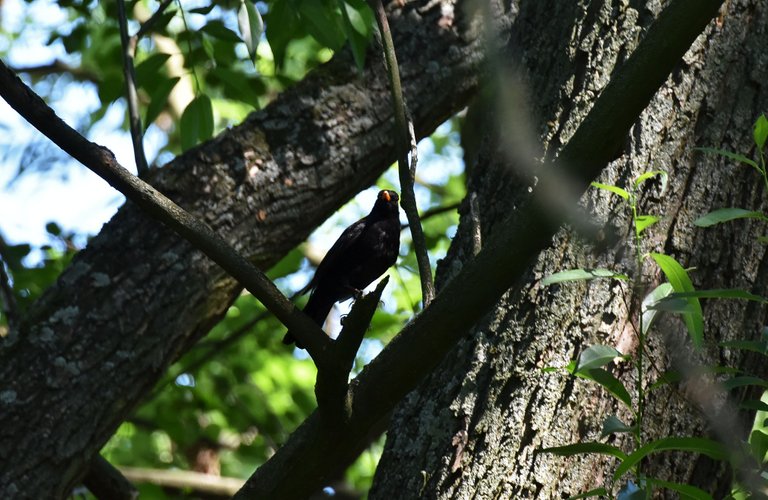Blackbrid male park 4.jpg