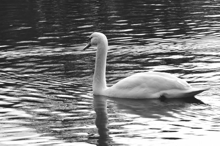 swans pond wro bw 5.jpg