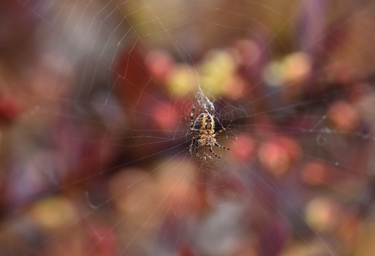 spider barberry bokeh.jpg