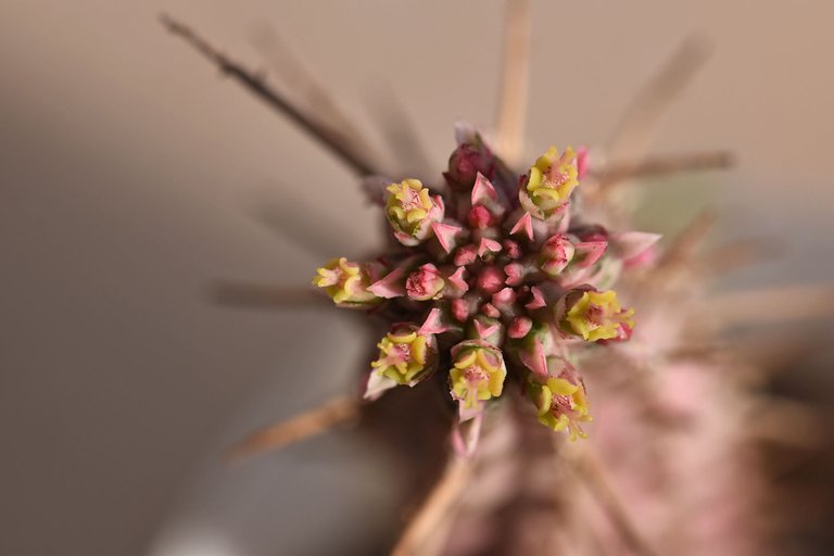 Euphorbia mammillaris variegata flower 4.jpg
