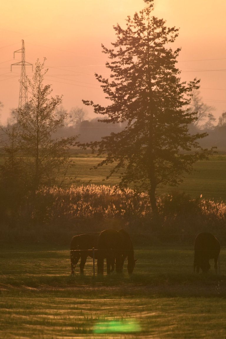 horses webs pl 4.jpg