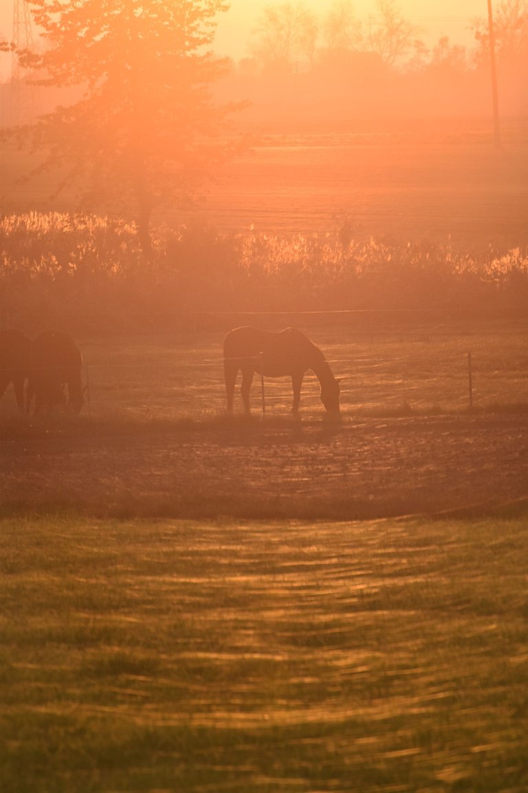 horses webs pl 9.jpg