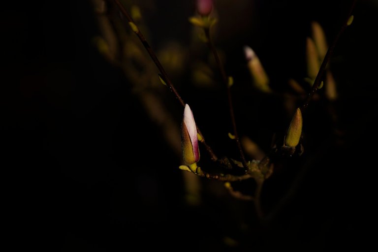 magnolia buds AF 135mm 7.jpg