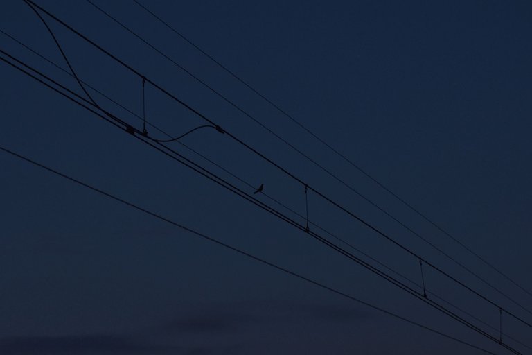 bird silhouette lines.jpg