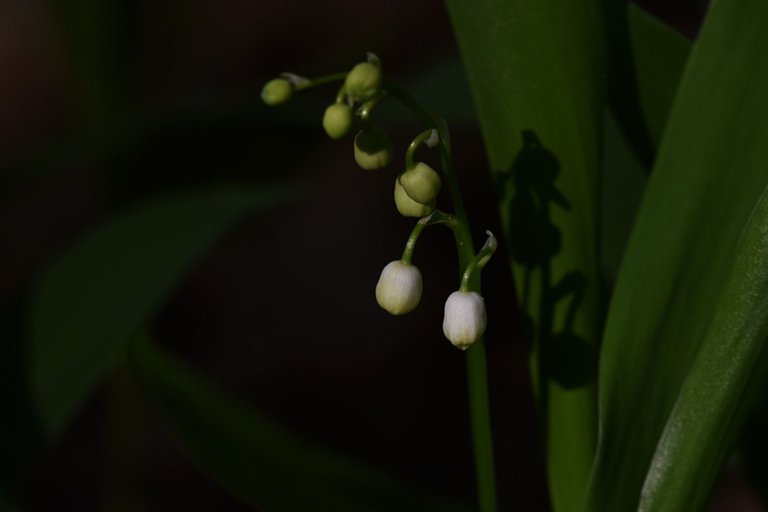 Lily of the valley 8.jpg