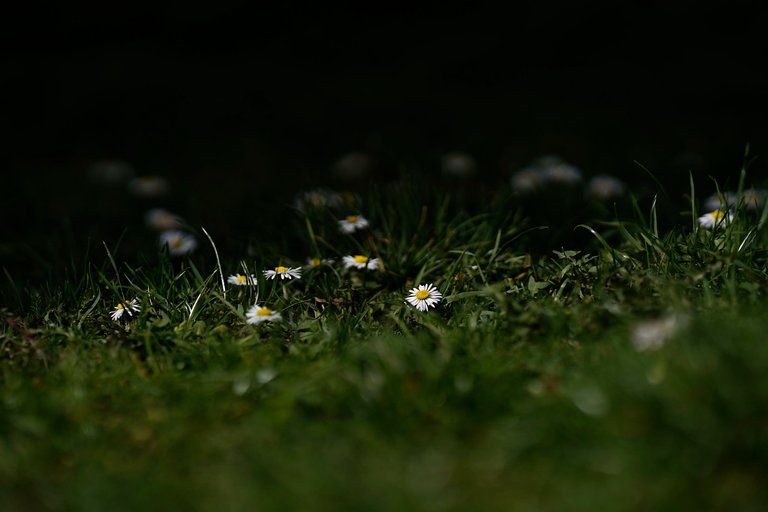 daisies samyang 2.jpg