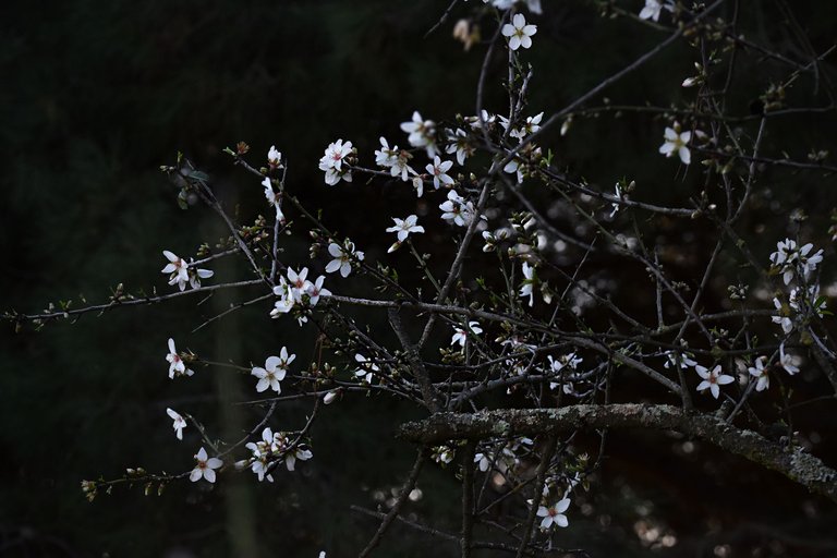 Almond blossom jan  13.jpg