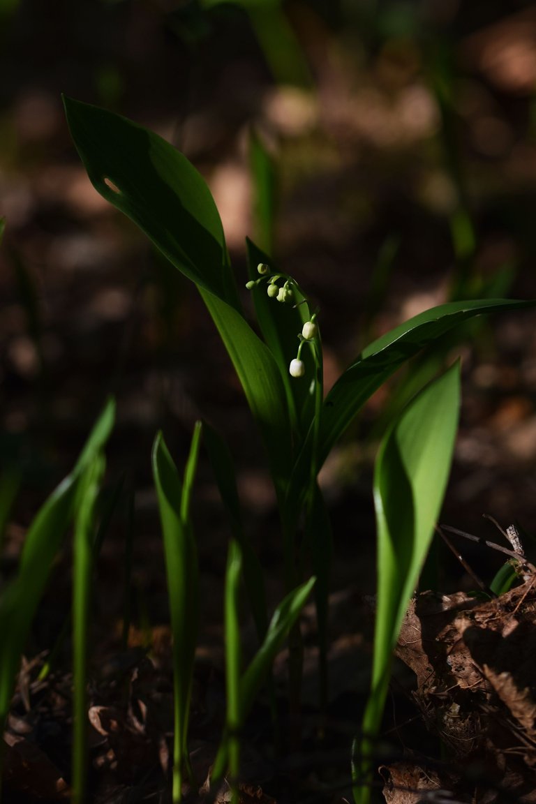 Lily of the valley 2.jpg