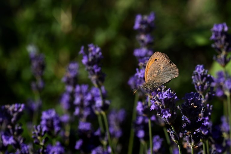 meadow brown butterfly lavender 1.jpg