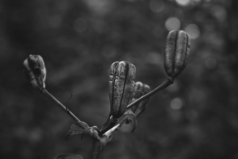 Lily pod bw 10.jpg