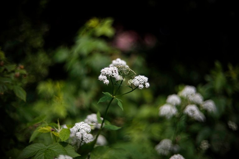 bee crab spider garden 1.jpg