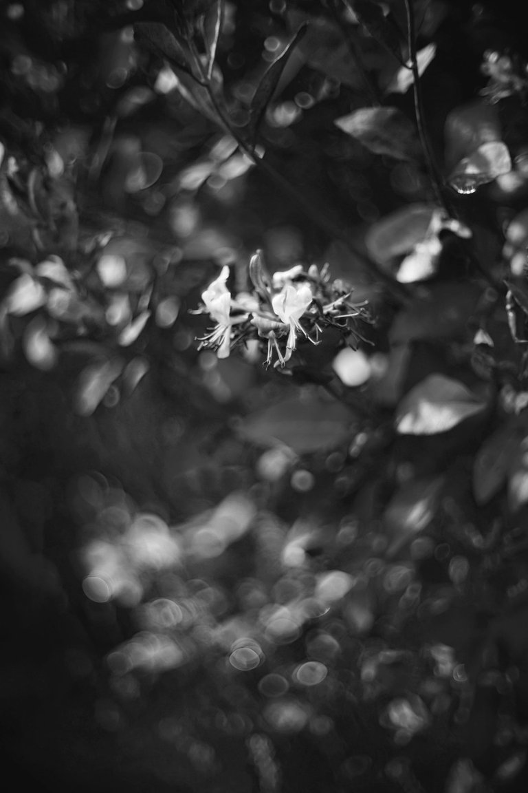 honeysuckle garden biotar bw.jpg