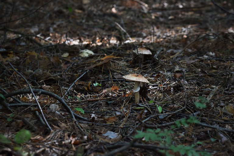 amanita mushrooms spots pl  2.jpg