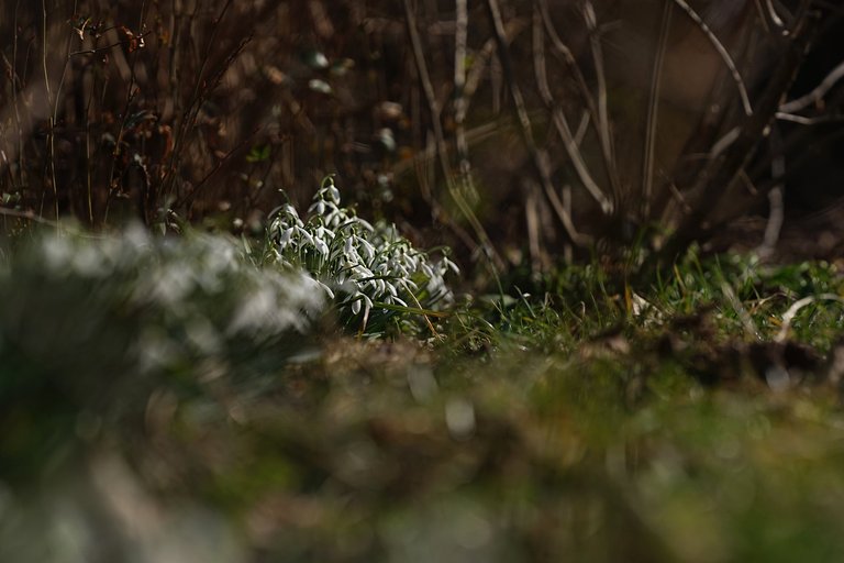 Snowdrops Samyang 10.jpg