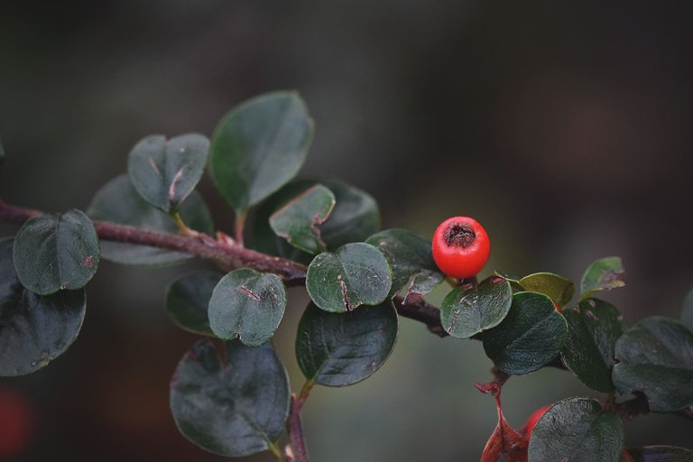 Cranberry Cotoneaster shrub pl 1.jpg