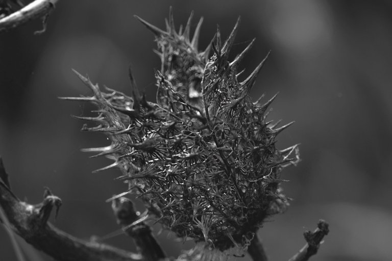 Datura stramonium drystuff seedpod 3.jpg