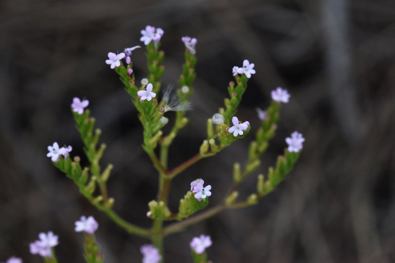 Valerianella dentata 4.jpg