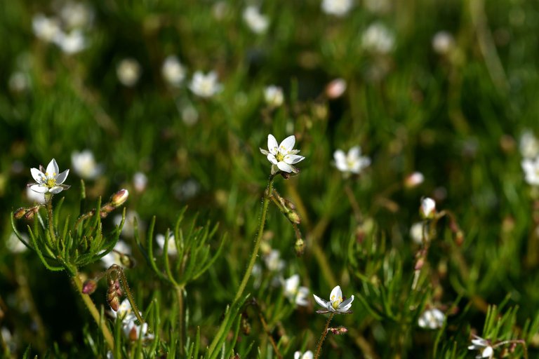 Spergula arvensis white wildflower 2.jpg