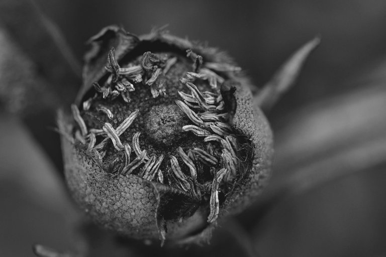 Cistus pod forming bw 1.jpg