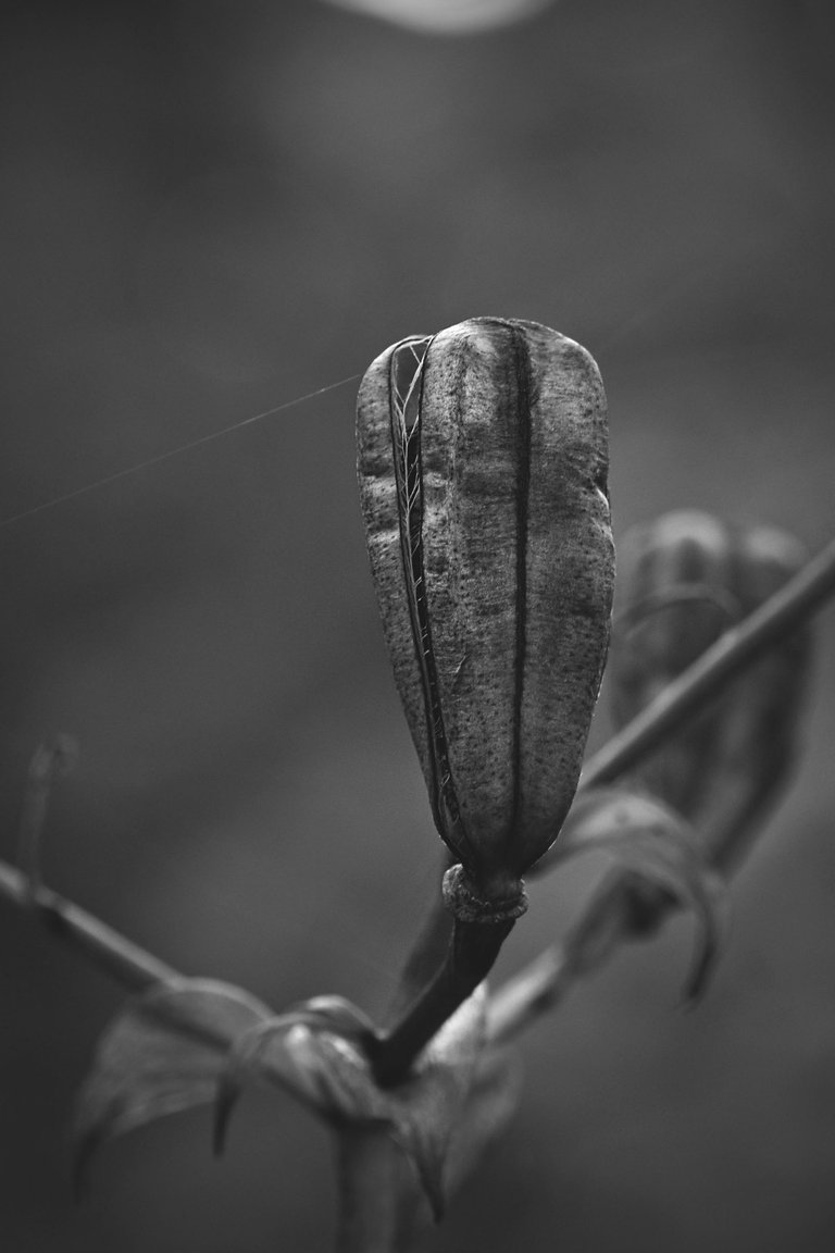 Lily pod bw 11.jpg