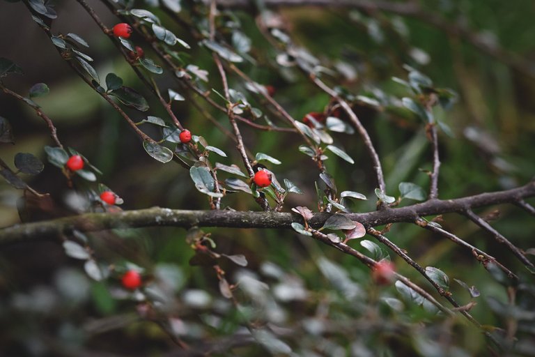 Cranberry Cotoneaster shrub pl 12.jpg