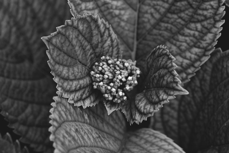 hydrangea bw 5.jpg