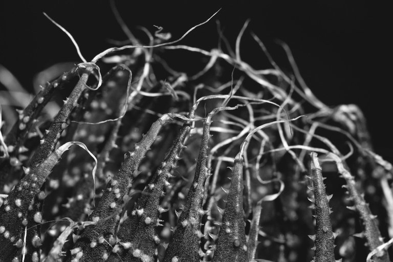 Aloe aristata flower bw 8.jpg