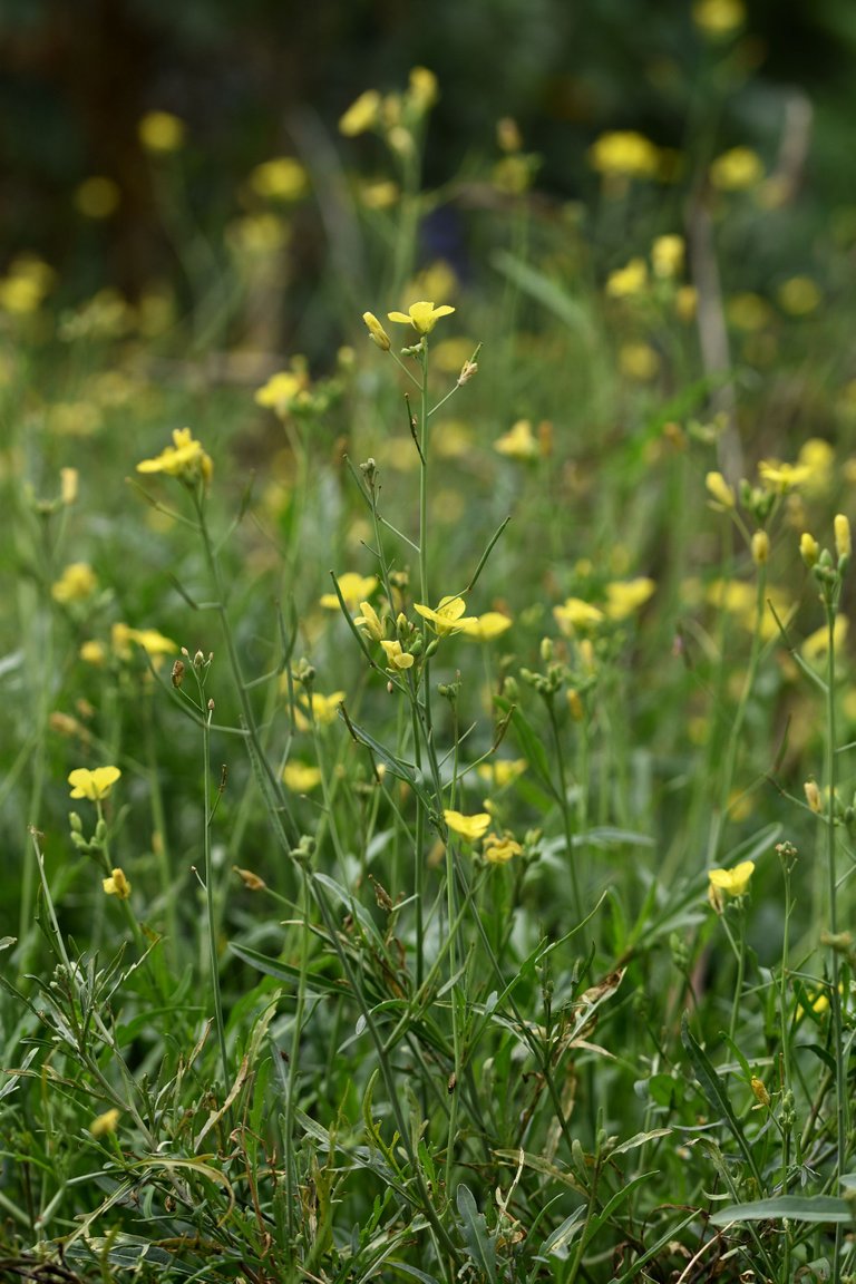 yellow ruccola bee pl 3.jpg