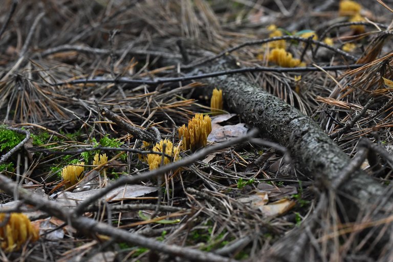 Ramaria yellow mushrooms pl 3.jpg