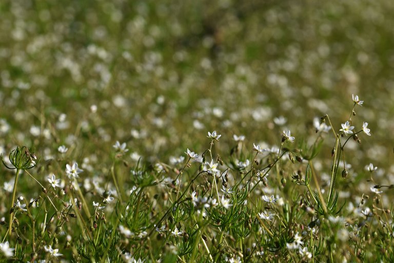 Spergula arvensis white wildflower 7.jpg